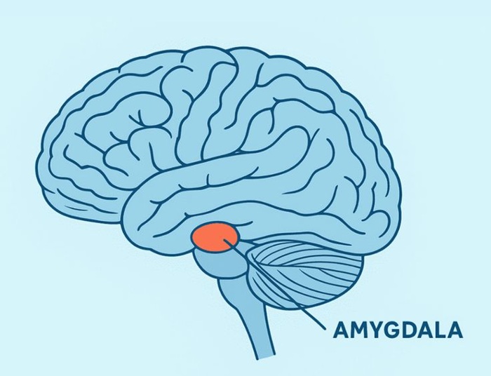 Giải Phẫu Tâm Lý Amygdala Amygdala Hijack: Cơ Chế Thần Kinh & Cách Kiểm Soát