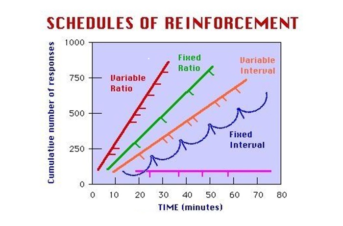 B.F Skinner - Thuyết Điều kiện hóa tạo tác